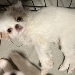 Japanese Chin Puppies from Cherishing Chins