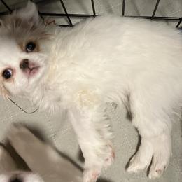 Japanese Chin Puppies from Cherishing Chins