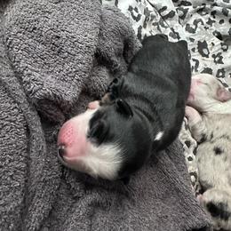 TBD - Black tri female Miniature Australian Shepherd puppy in Town 'N' Country, Florida from House of Miniature Aussies