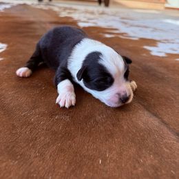 OINGO - Black tri male Miniature Australian Shepherd puppy in Boring, Oregon from Spur Strap Miniature Australian Shepherds