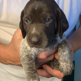 German Shorthaired Pointer Puppies from Spotted Dog Lodge