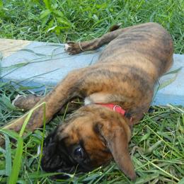 Boxer Puppies from Boxers vom Norden