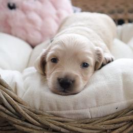 Gray collar - Cream male Dachshund puppy in Mc Donough, Georgia from Hot Diggity Doxies