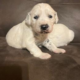 Dalmatian Puppies from Clarks 101 Dalmatians