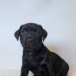 Roman Candle - male Patterdale Terrier puppy in Yucaipa, California from Moormont Kennels