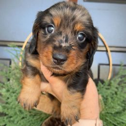 Twain - Dapple male Dachshund puppy in North Fort Myers, Florida from Trust Fund Devil Kennel