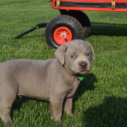 Dilute Retriever Puppies from Royalty Retrievers