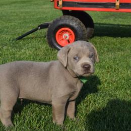 Dilute Retriever Puppies from Royalty Retrievers