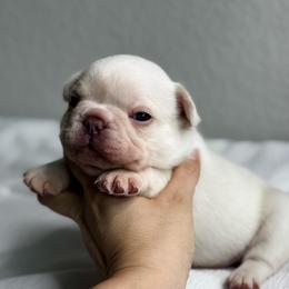 Sir Benedict - White male French Bulldog puppy in Conroe, Texas from Haynes French Bulldogs