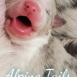 Border Collie and Siberian Husky Puppies from Alpine Tails