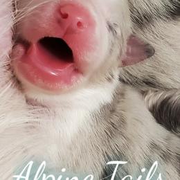 Border Collie and Siberian Husky Puppies from Alpine Tails