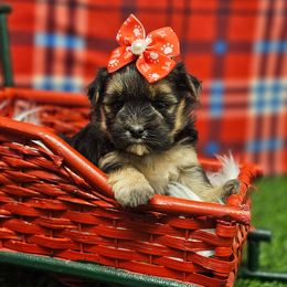 Gracie - Black & tan tri-color female Morkie puppy in Monticello, Iowa from Ashley’s Puppies