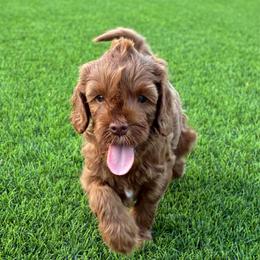 Hawk - Red  male Goldendoodle puppy in Phoenix, Arizona from Doodles of the Desert