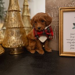 Gretchen Sleigh-ers - Red  female Goldendoodle puppy in Fleming Island, Florida from Island Doodles