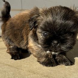 Bear - Brindle male Shih Tzu puppy in York, South Carolina from Brinklee's Babies