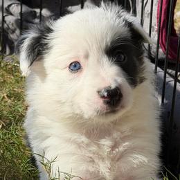 Romeo - Black and white male Border Collie puppy in Seguin, Texas from Geronimo Creek Border Collies