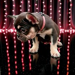 Hera - Tricolors female French Bulldog puppy in Amarillo, Texas from Bomb City Bulldogs