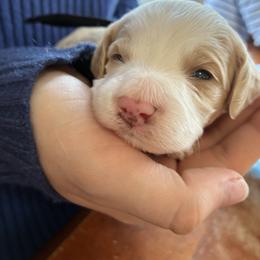 Stormy - Red and white female Cockapoo puppy in Adrian, Oregon from ApplebyFarm