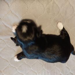 Girl 1 - Black and white female Shih Tzu puppy in Eastanollee, Georgia from G & J Shih Tzu