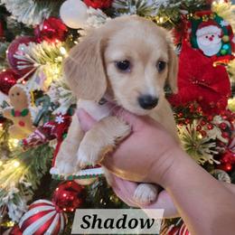 Shadow - Cream male Dachshund puppy in Bedias, Texas from Faith & Grace Doxies