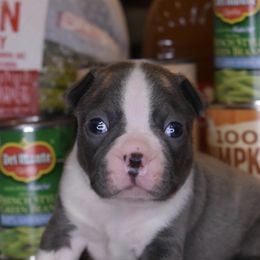 Boy 1 - Boston Terrier puppy in New Cumberland, Pennsylvania from BB and C Bostons