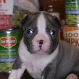 Boy 1 - Boston Terrier puppy in New Cumberland, Pennsylvania from BB and C Bostons