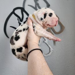 Yellow collar - Harlequin female Great Dane puppy in Alton, Illinois from Show Me Great Danes and Basset Hounds