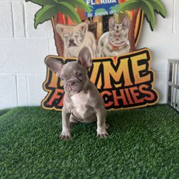 Girl 3 - French Bulldog puppy in Port St Lucie, Florida from NVME Frenchies