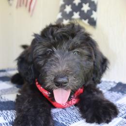 Mason - Black male Whoodle puppy in Smallett, Missouri from Leshas Whoodles