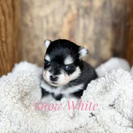 Snow White - Black and white female Pomsky puppy in Grass Valley, California from Karalot Pomskies