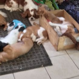 Cavalier King Charles Spaniel Puppies from Muddy Paws Cavaliers