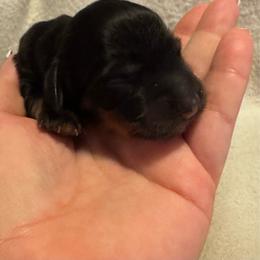 Adelaide - Black and tan female Dachshund puppy in Glen Saint Mary, Florida from 🍯 Honey Pot Dachshunds 🐾