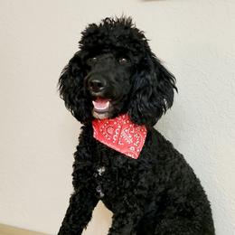 Elvis - Poodle