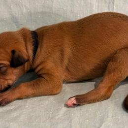 Black collar boy - Red male Greyhound puppy in St. Louis, Missouri from Velocitas Greyhounds