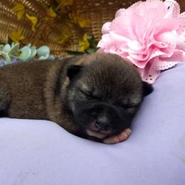 Shiba Inu Puppies from Adorable-Puppies