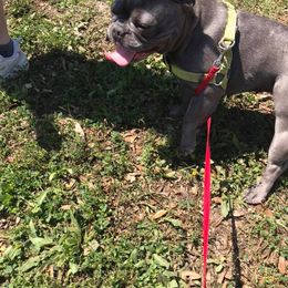 Boston Terrier and French Bulldog All Grown Up from Eclipse Bulldogs