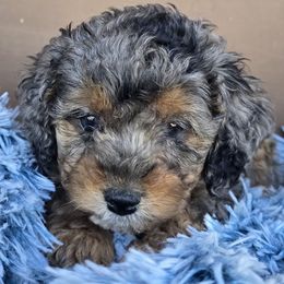 Angus - Merle male Cockapoo puppy in Lebanon, Kentucky from Mosaic Merle Doodles