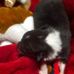 Cindy Lou Who - White and black female Pembroke Welsh Corgi puppy in Nortonville, Kansas from Low Riders Corgis & Mini Aussies