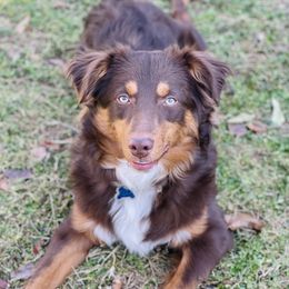 Koda - Miniature Australian Shepherd