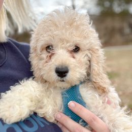 Dash - Buff Cockapoo puppy in La Grange, Kentucky from Bluegrass Doodle Buddies