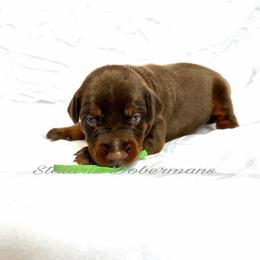 Green collar - Red and rust male Doberman Pinscher puppy in North Judson, Indiana from Stalaris Dobermans