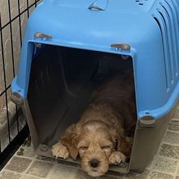 Goldendoodle Puppies from Dee’s Adorable Doodles