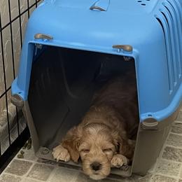 Goldendoodle Puppies from Dee’s Adorable Doodles