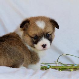 Cedar - Sable and white male American Corgi puppy in Scio, Oregon from Abundant Joy Corgis