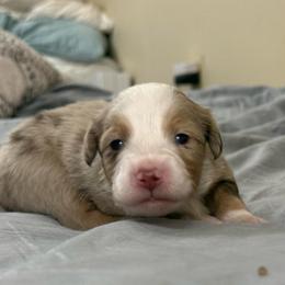 Eleanor - Red merle female Toy Australian Shepherd puppy in College Station, Texas from South Paw Toy Aussies