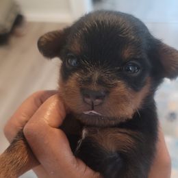 Girl 2 - female Yorkipoo puppy in Omega, Georgia from Aqua Pups