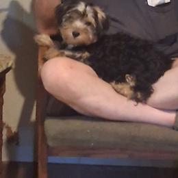 Kenny - Black and tan male Yorkshire Terrier puppy in Jacksonville, Arkansas from Royal Yorkie Terrier