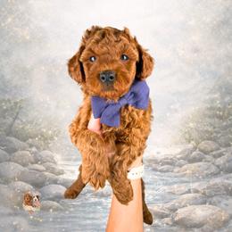 River - Red  male Goldendoodle puppy in Canton, Georgia from Teddy Puppies