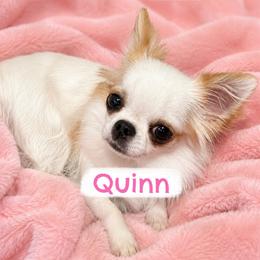 Quinn AKC - Fawn and white female Chihuahua puppy in Williamsburg, Virginia from PAWSitive Cheeky Chihuahuas
