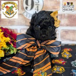 Orange Girl - Black and white female Shihpoo puppy in Rockledge, Florida from Stormie's Doodles